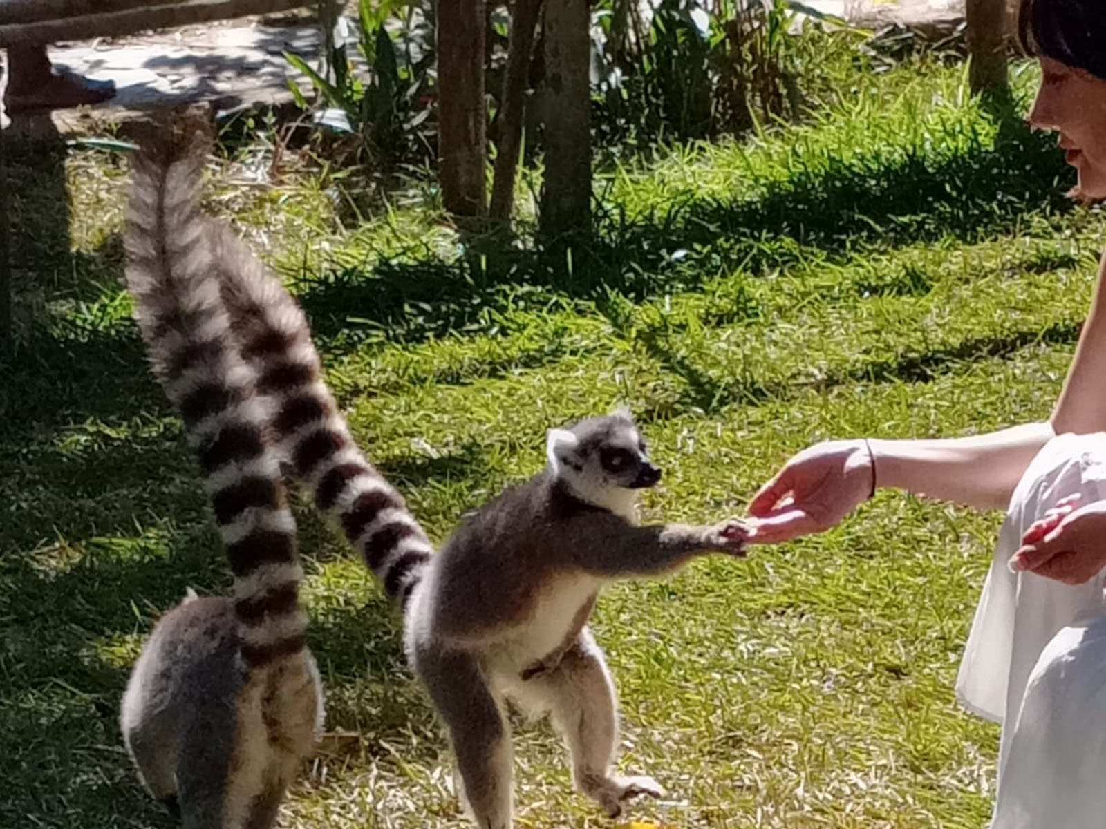 Nosy Komba tour